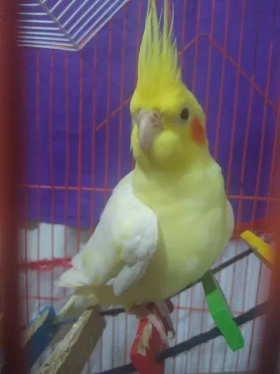Lutino Erkek 2 Yaşinda Sultan Papağani Evcil Değil