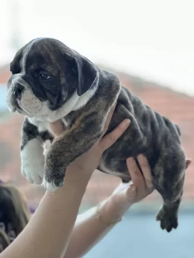 Harika Anatomi İngiliz Bulldog