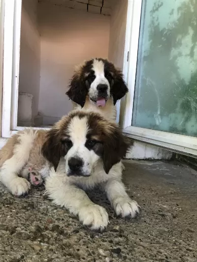 Harika St Bernard Bebekler