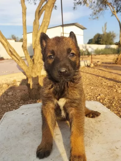 Belçika Kurdu Bebekler