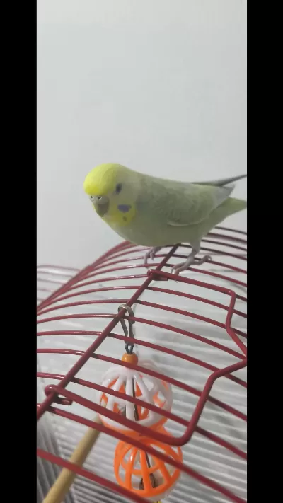 Harika Muhabbet Kuşu Dişi