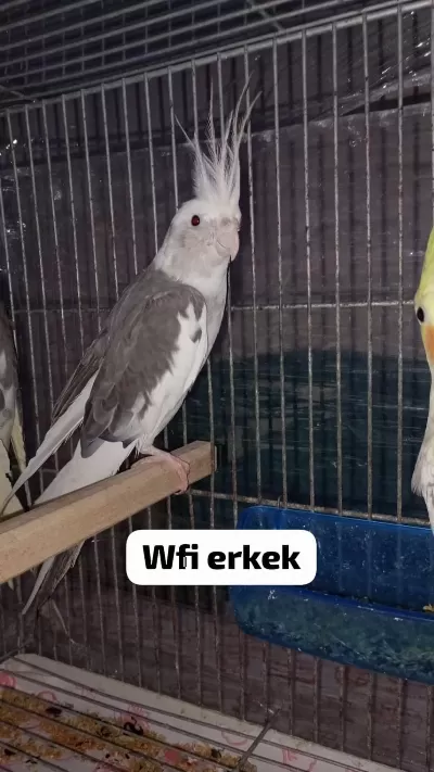 Sultan Papağanı Yavru Ve Damızlık Kuşlar