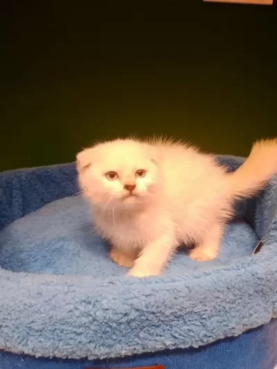 Scottish Fold Bebeğimiz