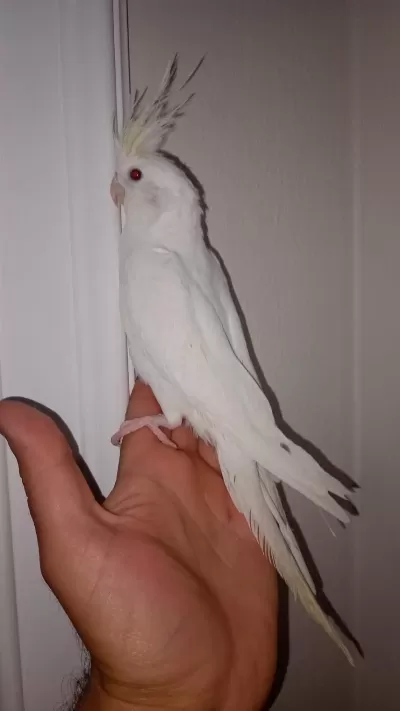 Albino Sultan Papağanı 3,5
