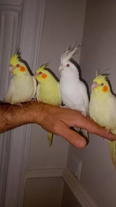 Lutino Sultan Papağanları