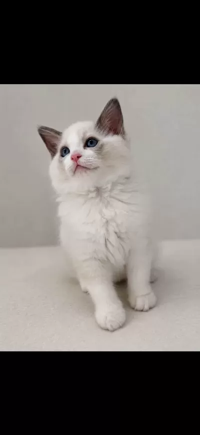 Ragdoll Arayanlara Özel Bebekler