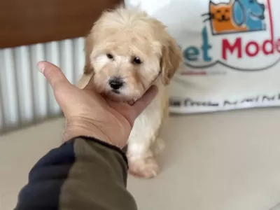 Ultra Kalite Aşılı Pasaportlu Mini Maltipoo Yavrular