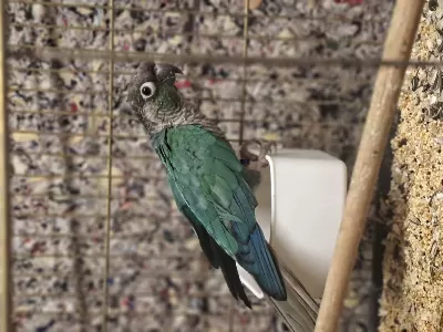Dişi Hazir Greencheck Konur Papağani
