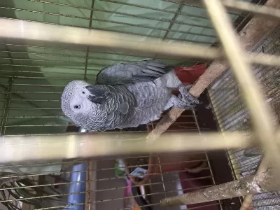 Kırmızı Kuyruk Jako Papağanı