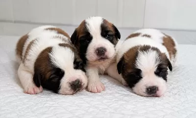 Dev Saint Bernard