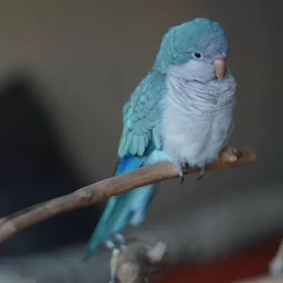 Mavi Renk Keşiş Papağanlar
