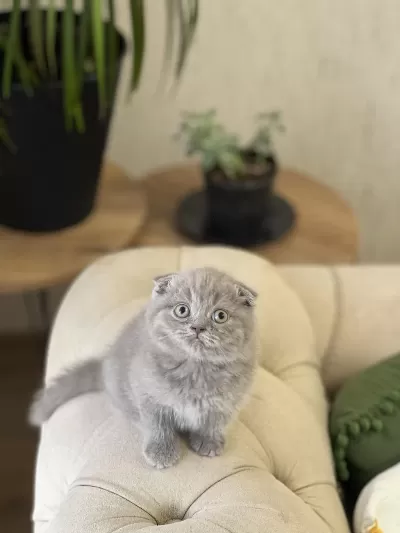 Show Kalite Ayi Surat Scottish Fold Yavrum