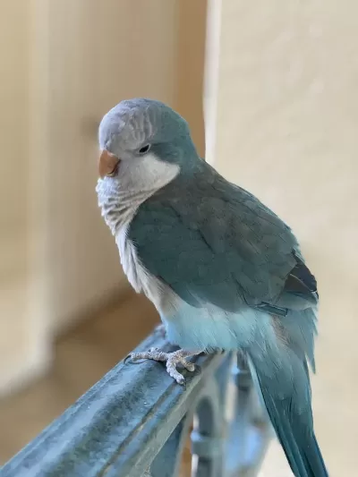 Mavi Renk Keşiş Papağanları Özel Renk