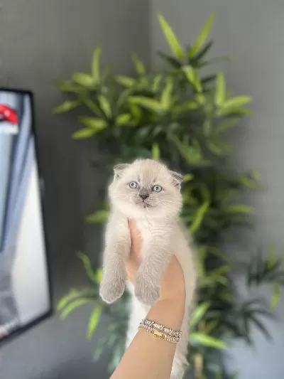 Scottish Fold Vlue Point Yavrularim