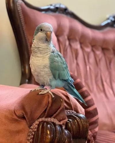 Mavi Renk Keşiş Papağanları Özel Renk