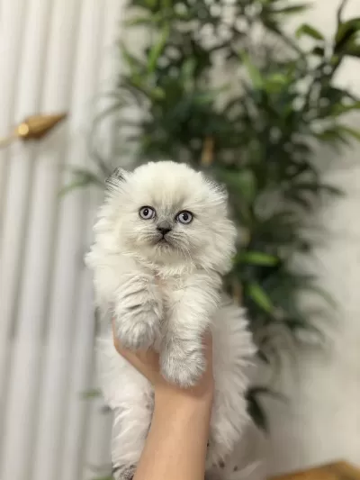 Scottish Fold Longhair Yavrularimiz