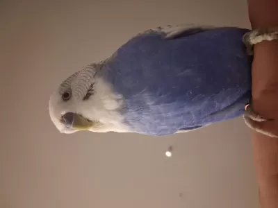 Oyun Hamuru Çıtır Muhabbet Kuşumuz