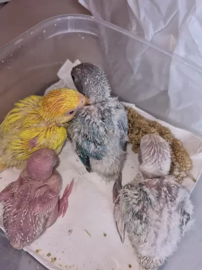 Renk Renk Sevda Papağanları