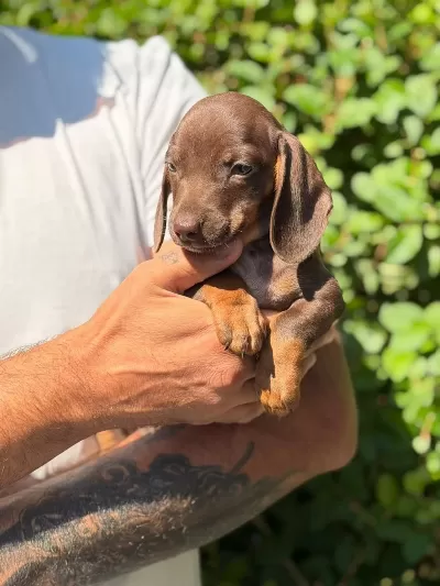 Çok Özel Nadir Olan Dachshund Yavrumuz