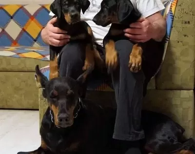 Muhteşem Doberman Yavrulari