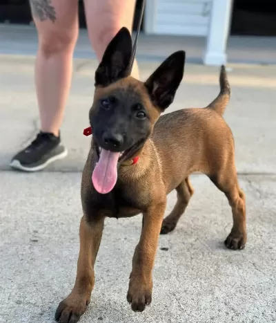 Belçika Malinois Yavruları Sizleri Bekliyor