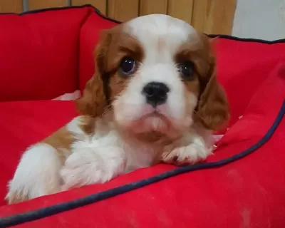 Evinizin Neşesi Cavalier King Charles Yavruları