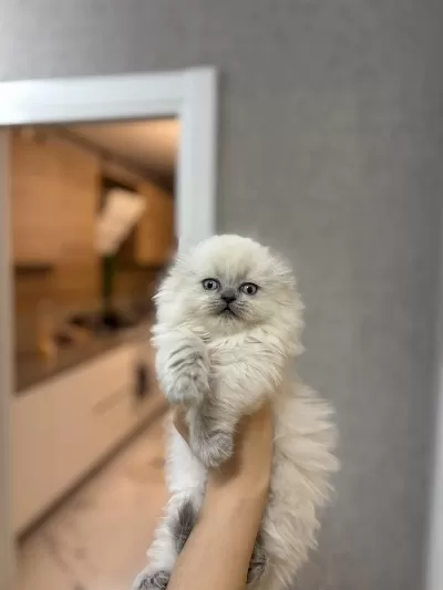 Scottish Fold Longhair Yavrularim