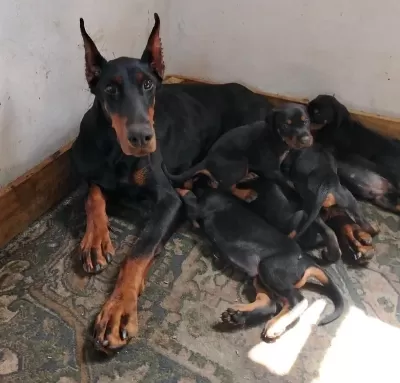 Can Dostunuz Doberman Kapıda Ödeme Mevcuttur