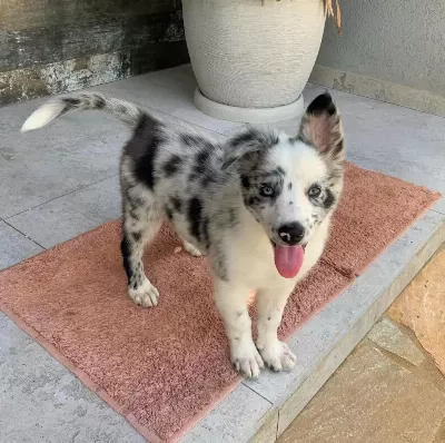 Can Dostunuz Border Collie Kapıda Ödeme Mevcuttur