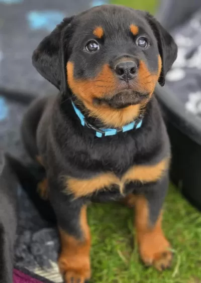 A Şecereli Anne Babadan Rottweiler Yavrular Kapıda Öde