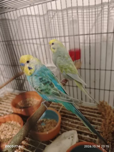 Rainbow Muhabbet Kuşlarımız