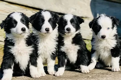 A Şecereli Anne Babadan Border Collie Yavrular Kapıda Öde