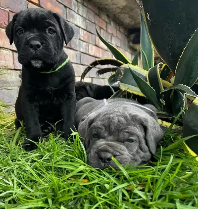 A Şecereli Anne Babadan Cane Corso Yavrular Kapıda Öde