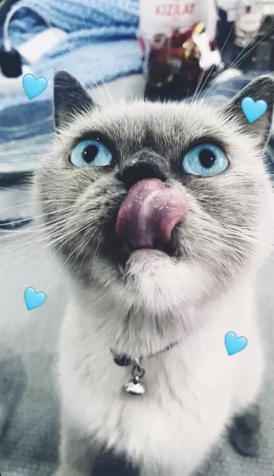3 Yaşında Blue Point Dişi Kedimiz