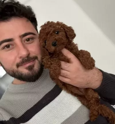 Kore Poodle Bebeklerimiz