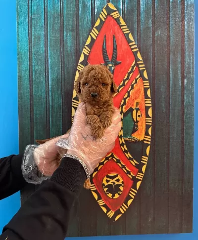 Kore Red Browne Toy Poodle Yavrularimiz