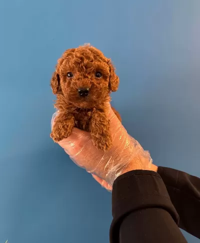 Red Browne Kore Tea Cup Toy Poodle Yavrulari