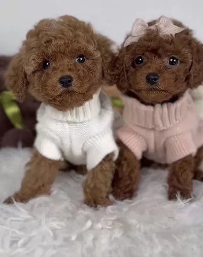 Sağlıklı Toy Poodle Safkan