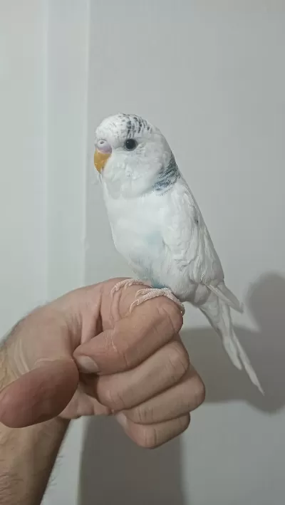 6 Aylık İri Erkek Muhabbet Kuşu