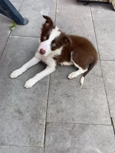 Eğitimli Border Collie