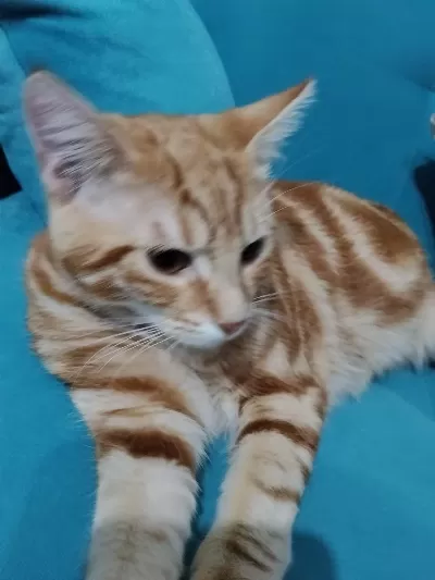 8 Aylık Sarman Erkek Kedimi Sahiplendirmek İstiyorum