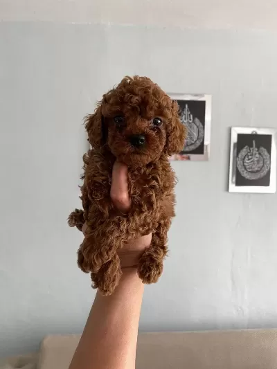 Red Brown Poodle Yavrularım