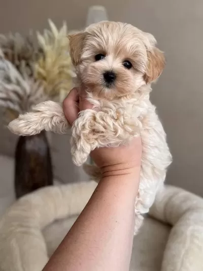 Maltipoo Yavru Köpekler