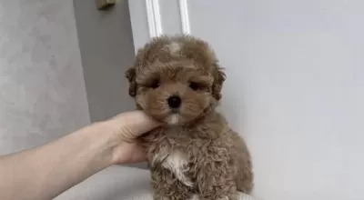 Harika Toy Poodle Bebişler