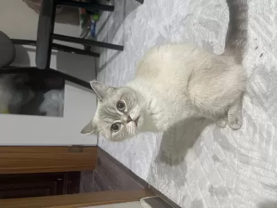 Ücretsiz British Shorthair Kedimiz