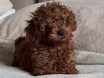 Harika Toy Poodle Micro