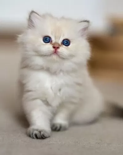Cam Gözlü Ns1133 British Longhair