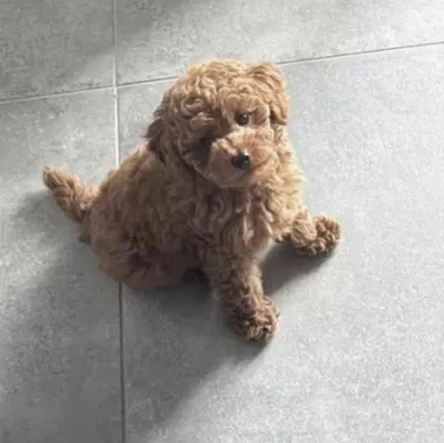 Harika Toy Poodle Safkan