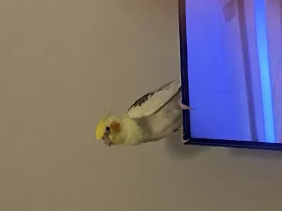 Tam Eğitimli Konuşan Sultan Papağanı