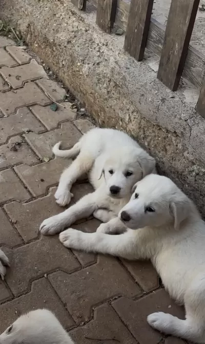 Safkan Akbaş Yavrularımız